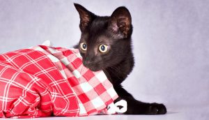 kitten_preto_dentro_saco_encarnado