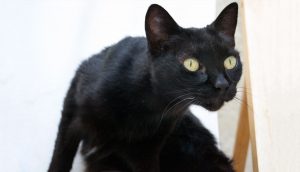 gato_preto_foto_exterior